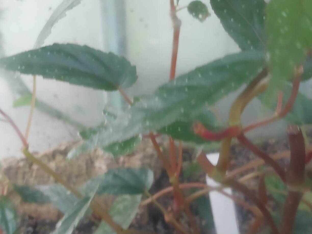 Begonia taiwaniana — houseplant care guide