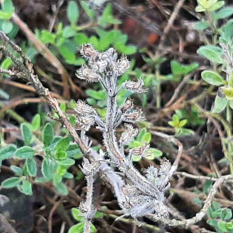 Thymus pannonicus fruit