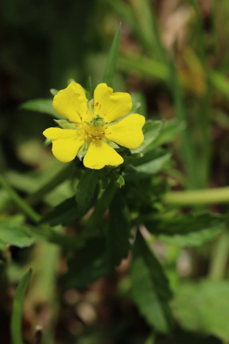 Potentilla anemonifolia — houseplant care guide