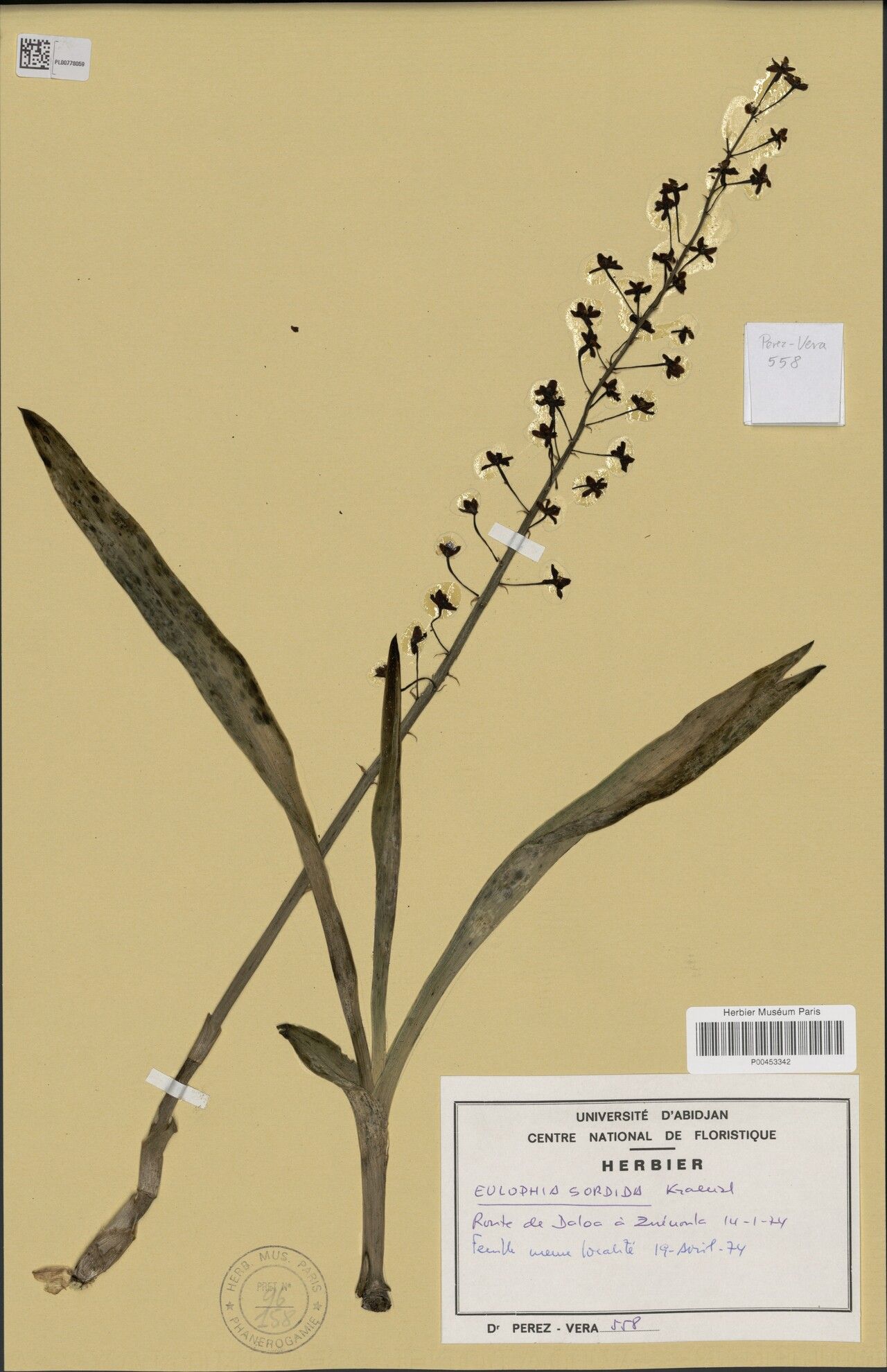 Eulophia sordida — houseplant care guide