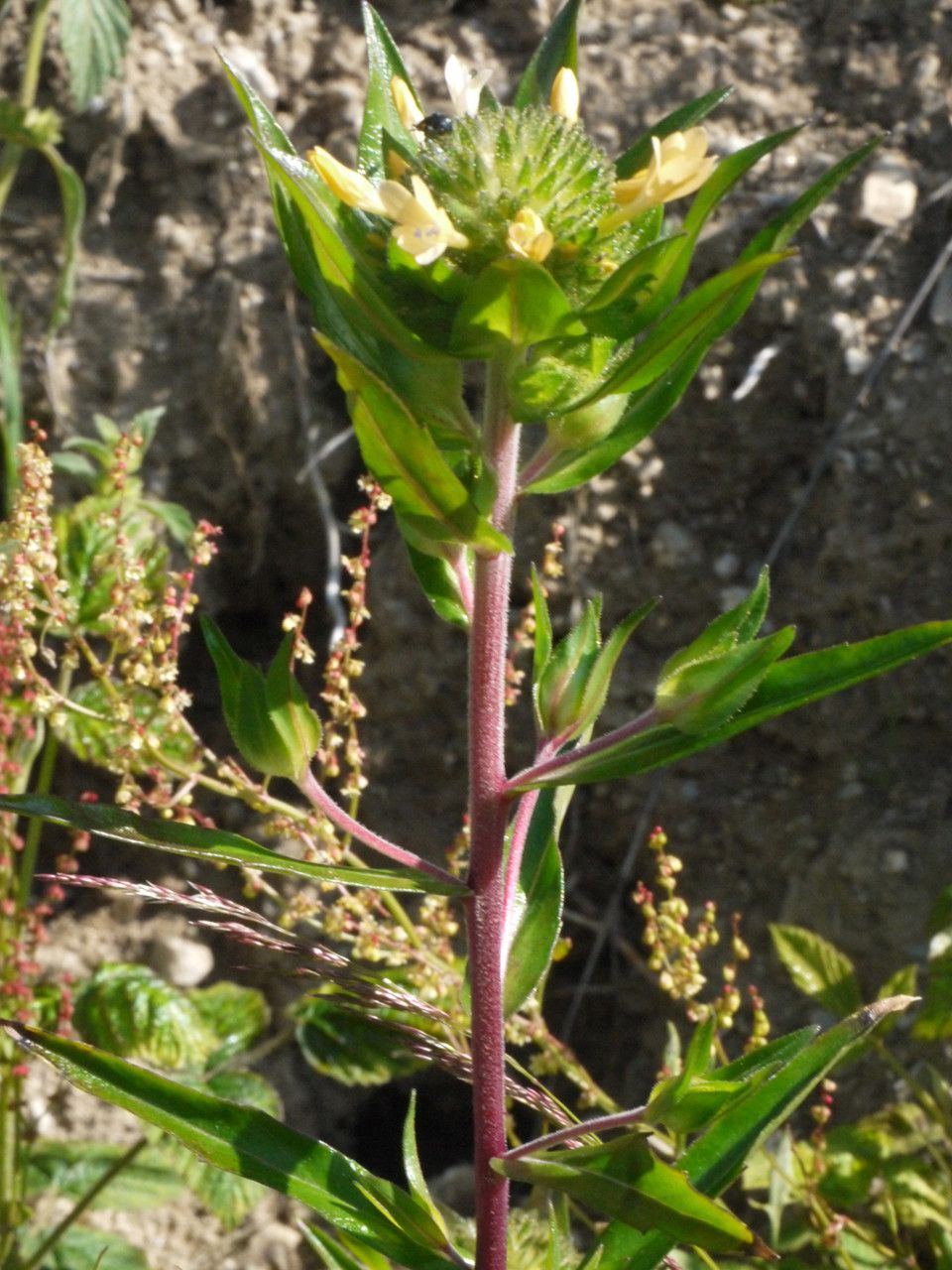 Collomia grandiflora bark