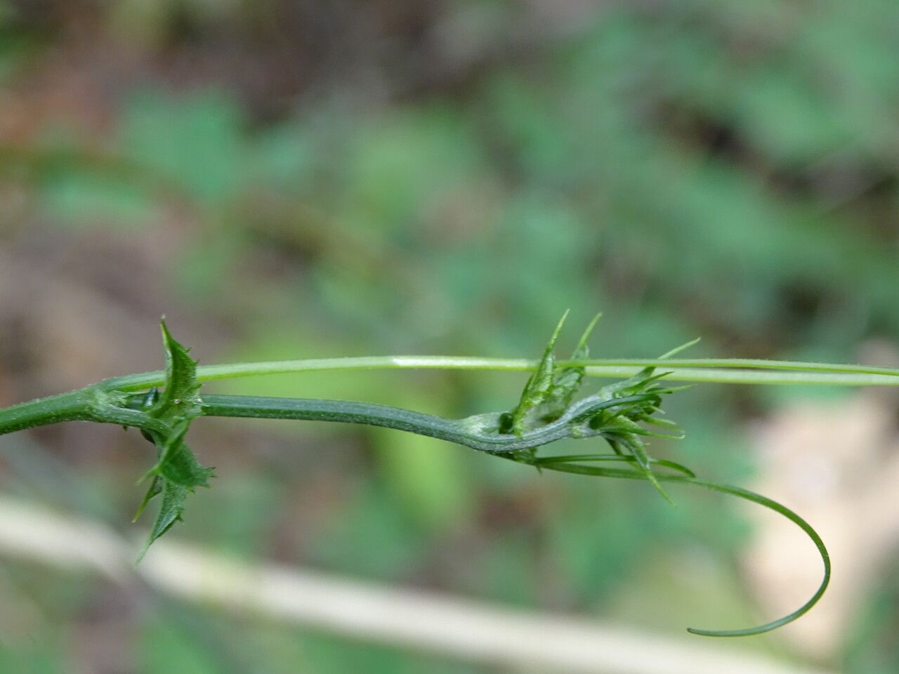 Cayaponia africana bark