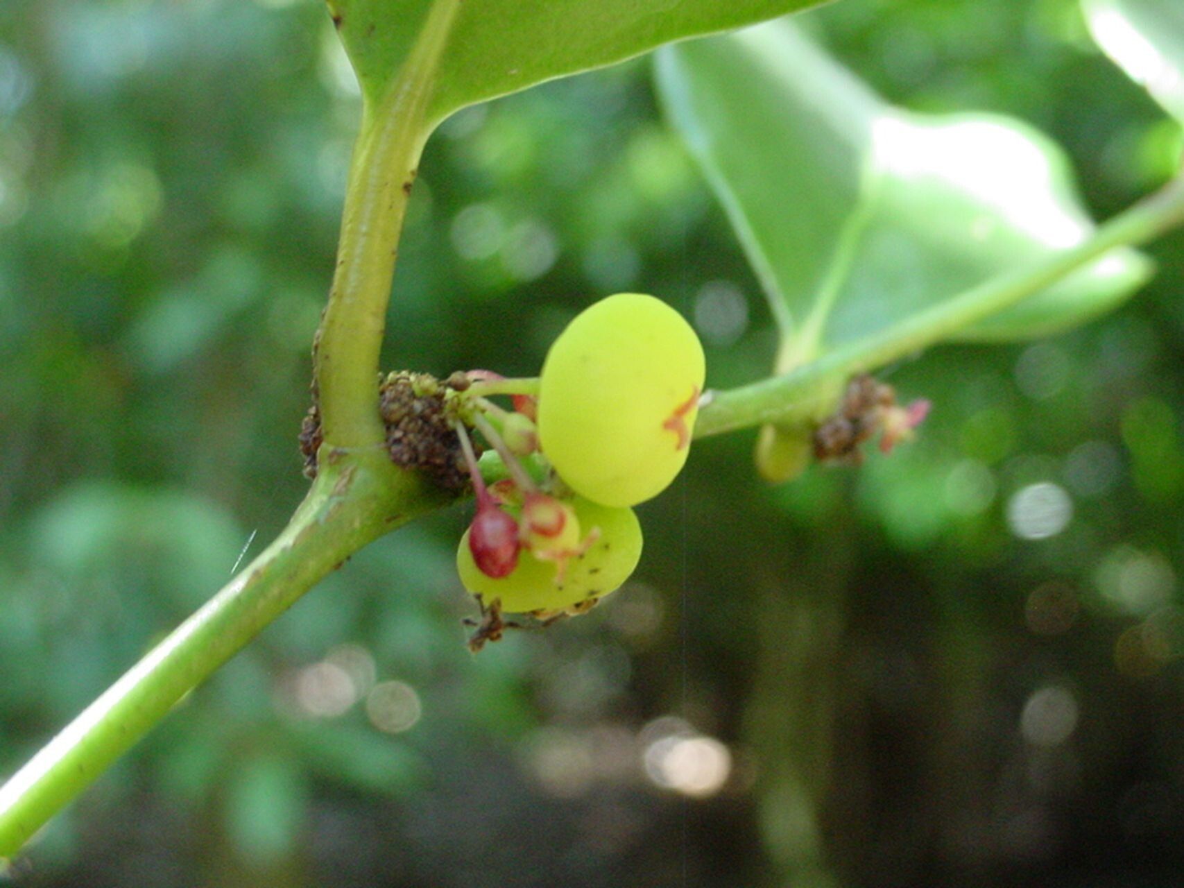 Phyllanthus aeneus fruit