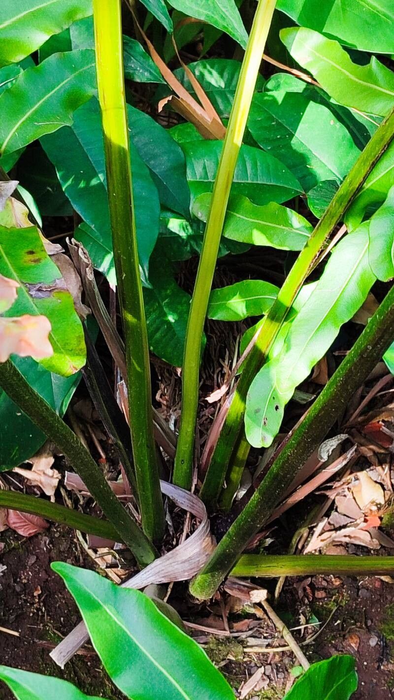Acrostichum danaeifolium bark