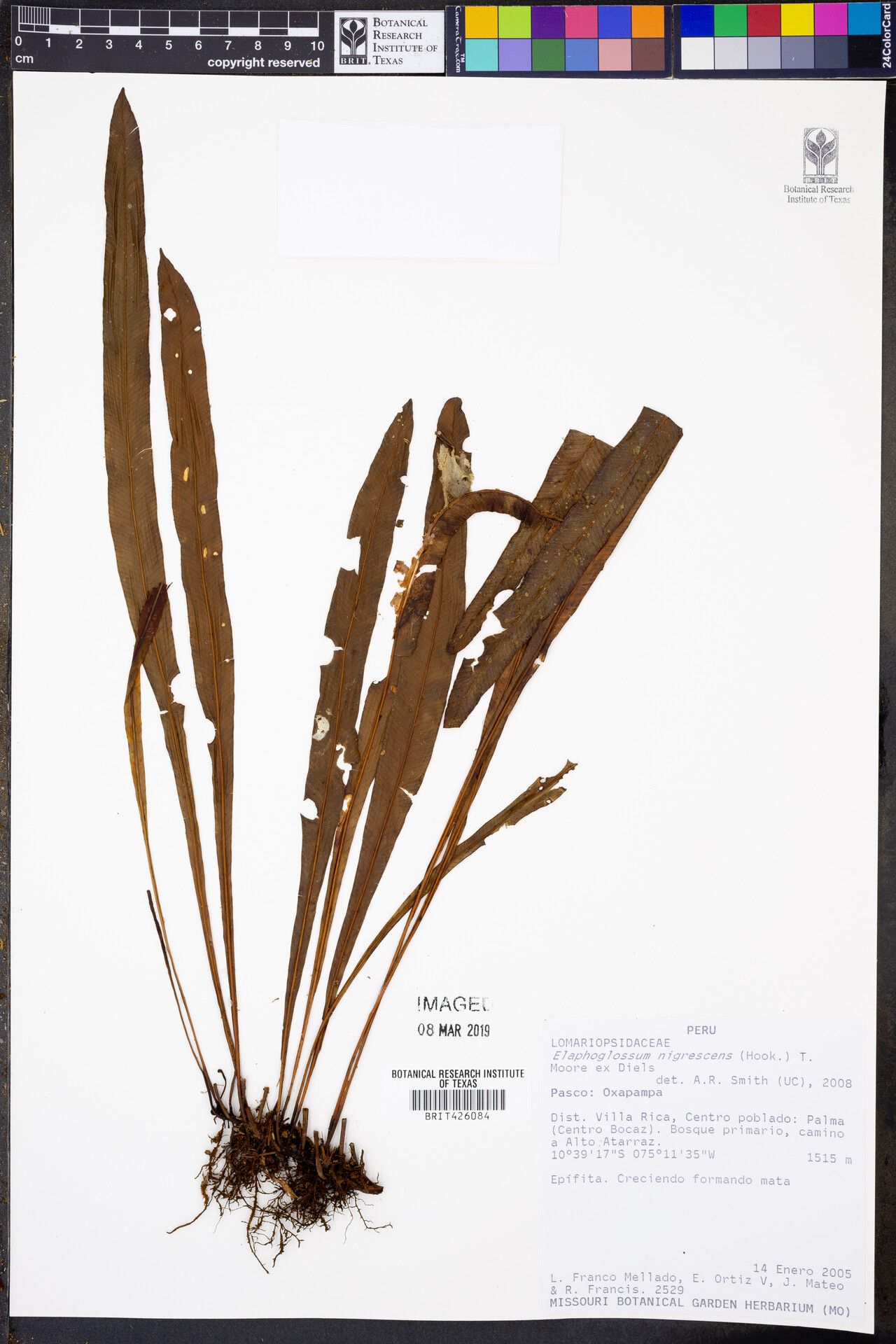 Elaphoglossum nigrescens leaf