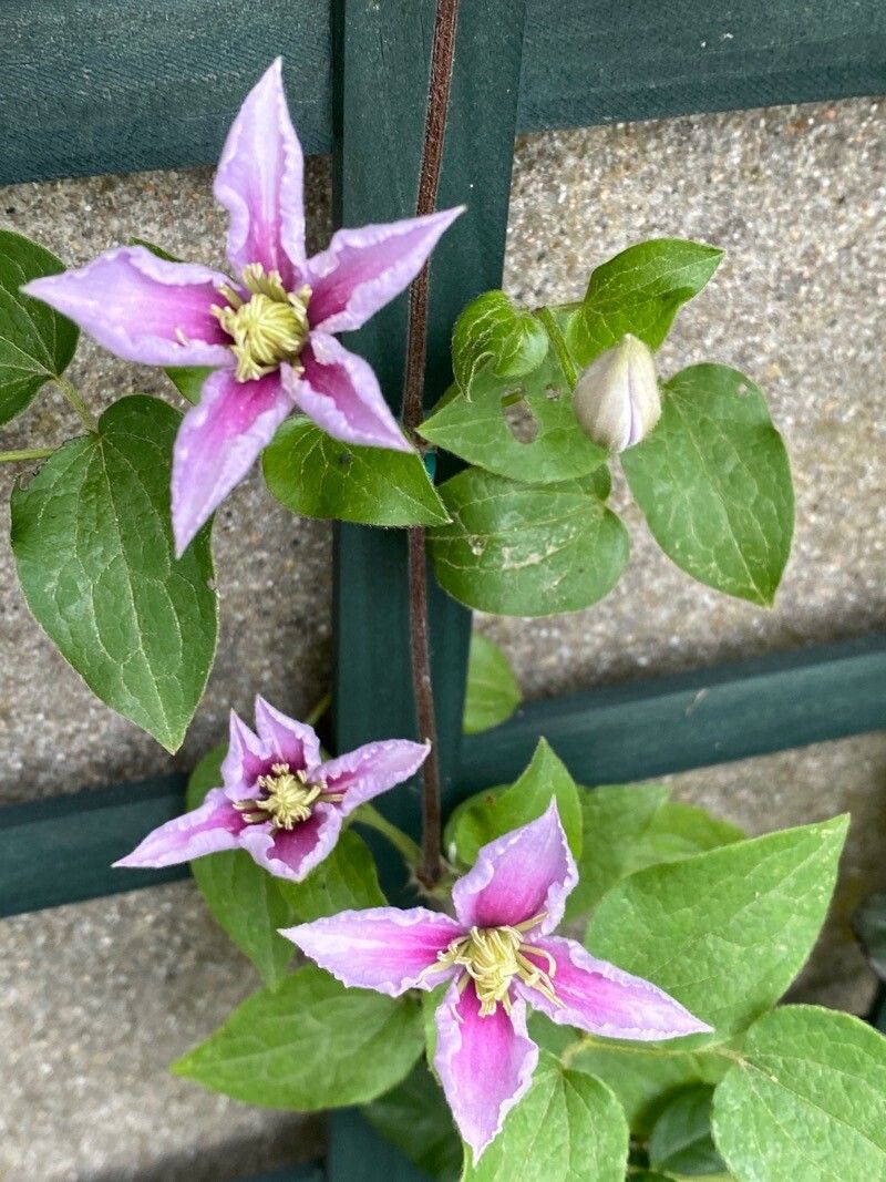 Clematis columbiana flower