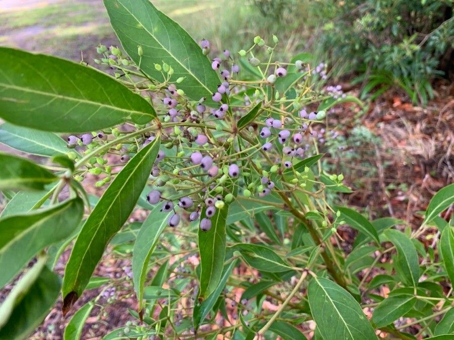 Polyscias sambucifolia fruit