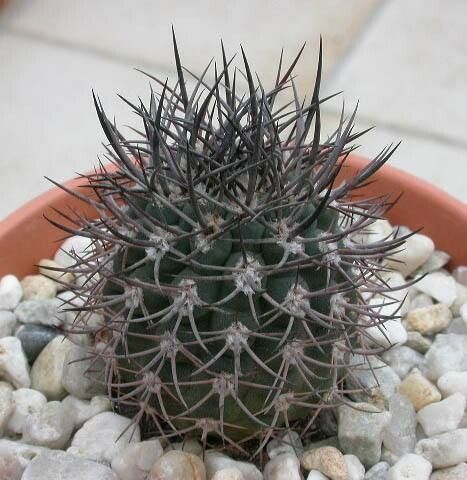 Eriosyce bulbocalyx — related species from the same genus