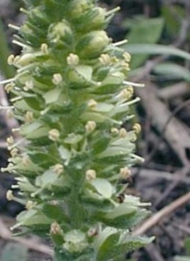 Veronica bullii — houseplant care guide