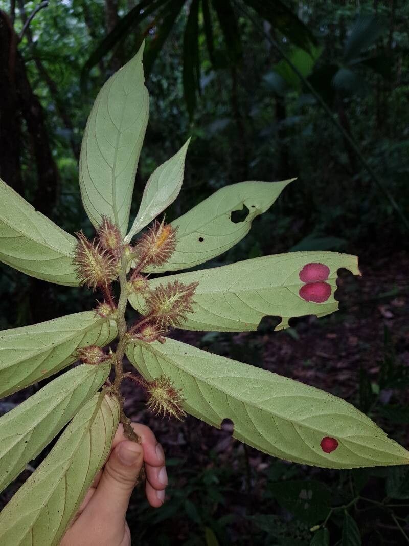 Columnea segregata leaf