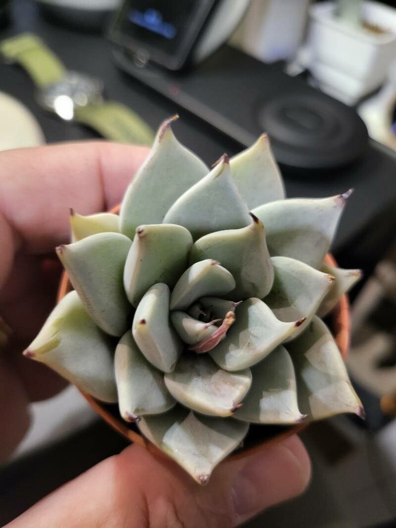Echeveria cuspidata — search result for 'Echeveria'