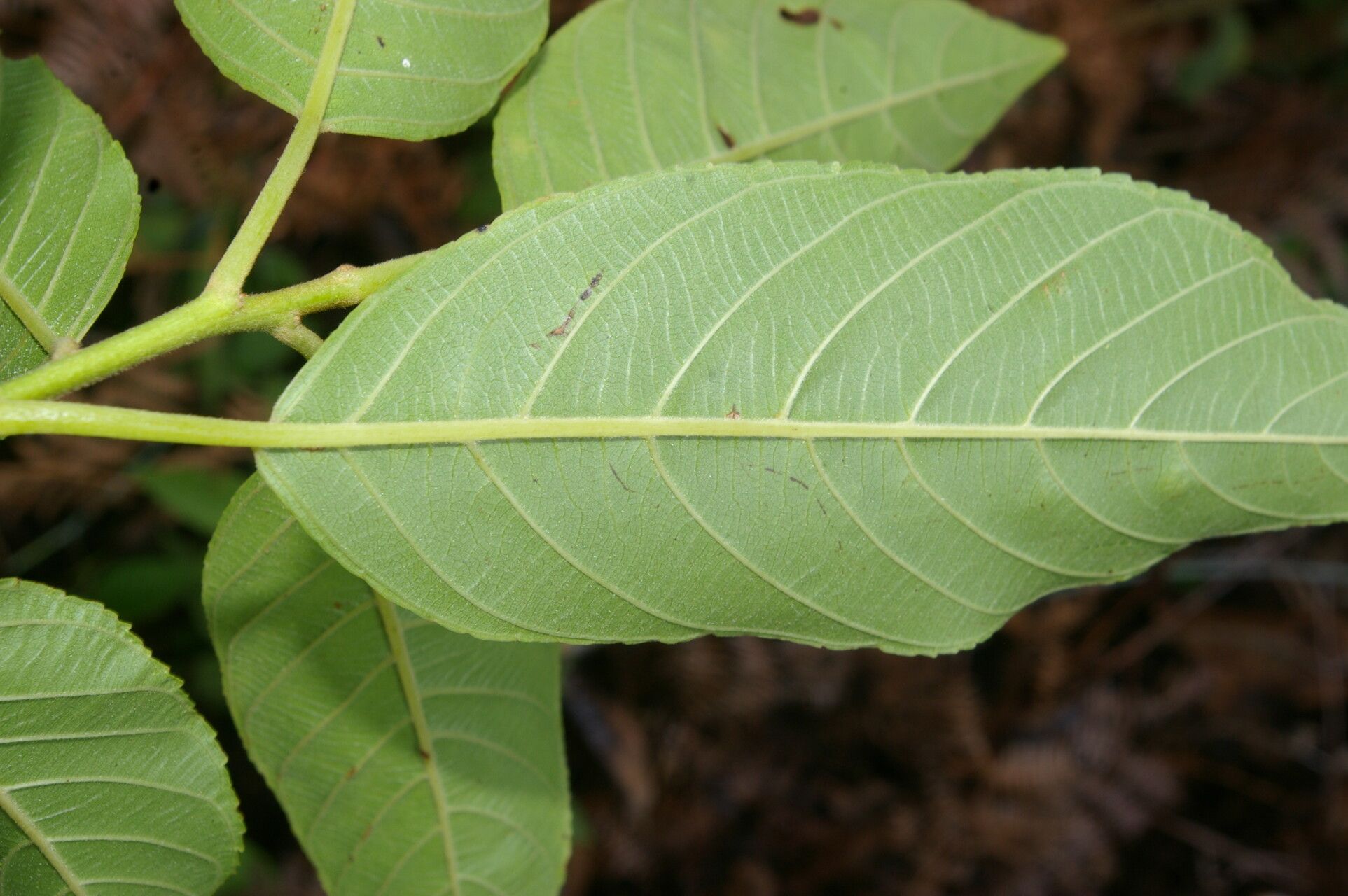 Frangula pendula — search result for 'Frangula'