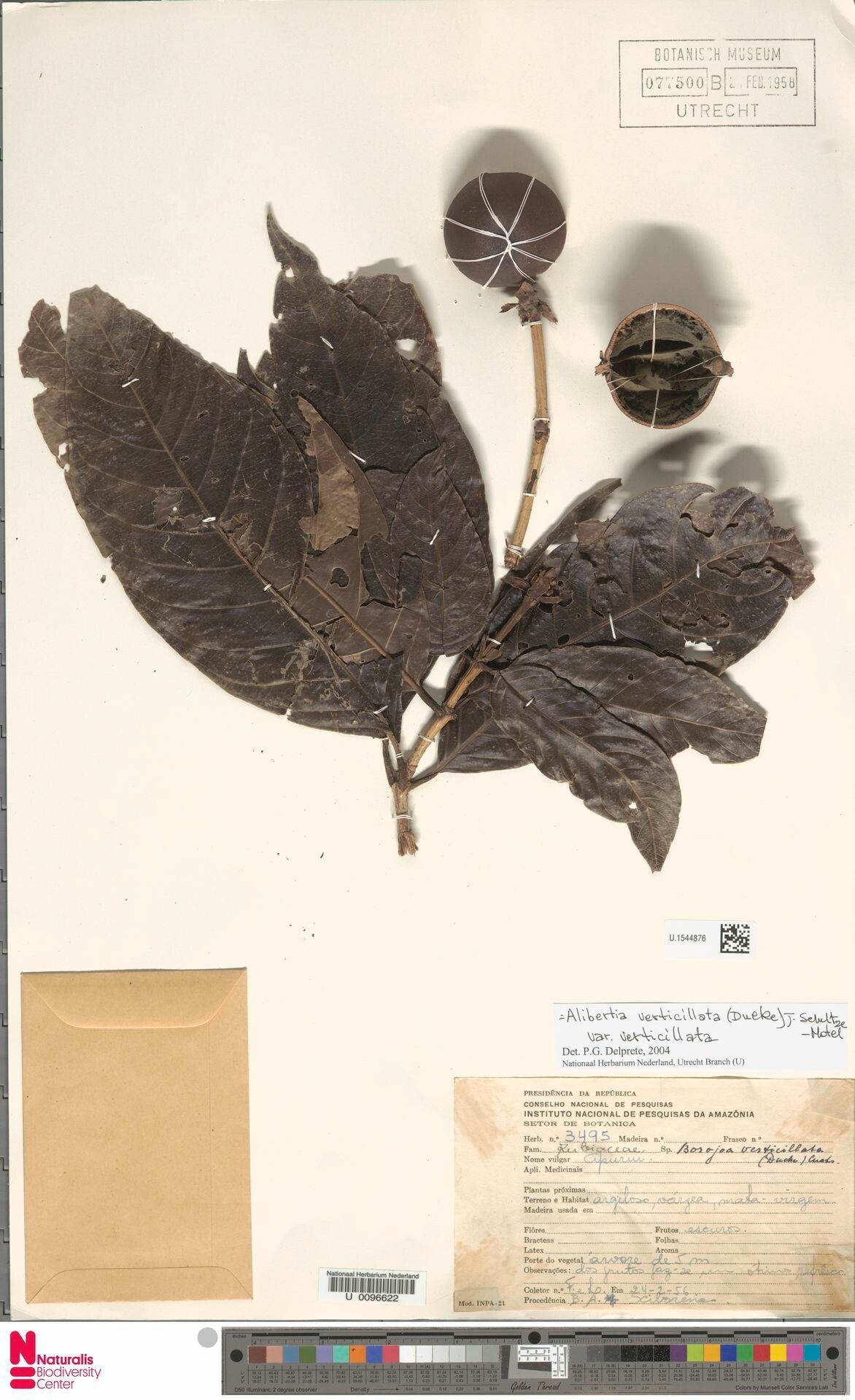 Alibertia verticillata fruit