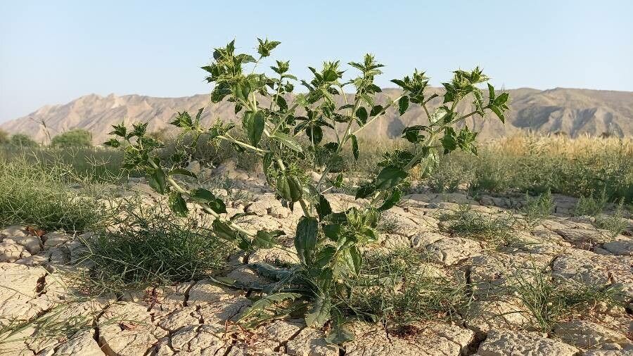 Carthamus oxyacantha habit