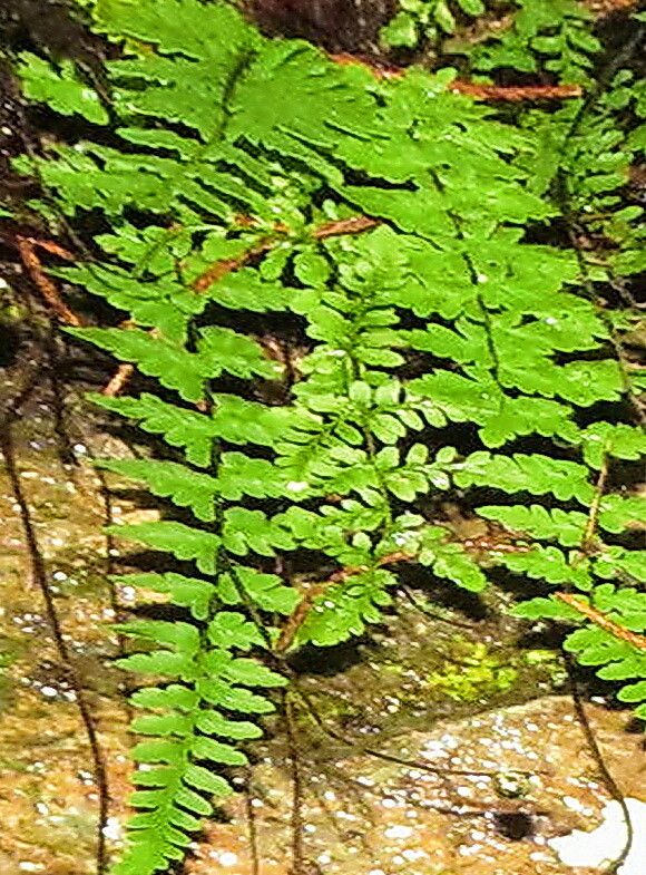 Hemionitis alabamensis