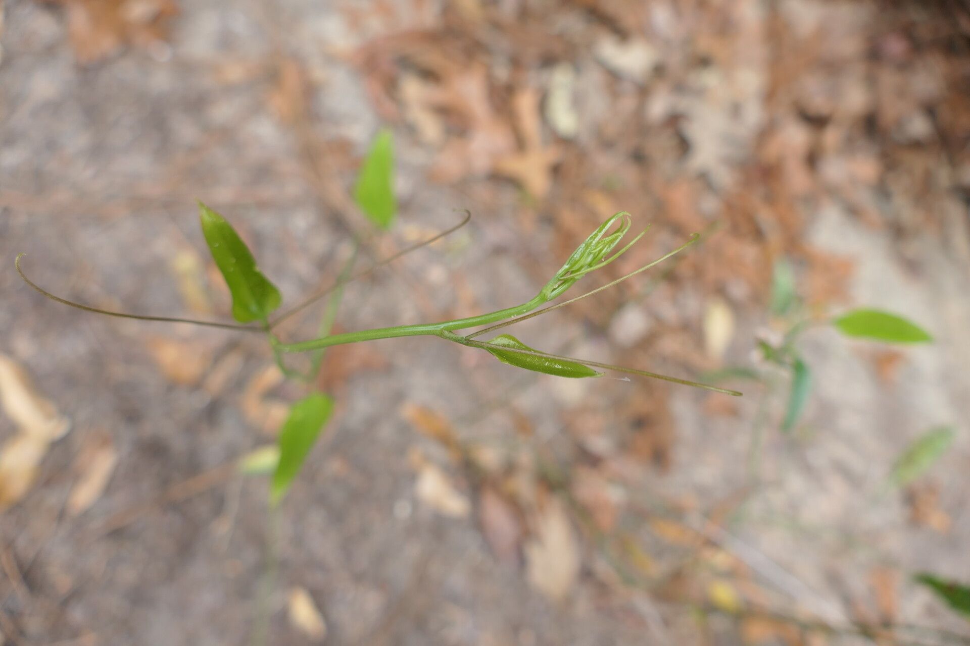 Smilax auriculata habit