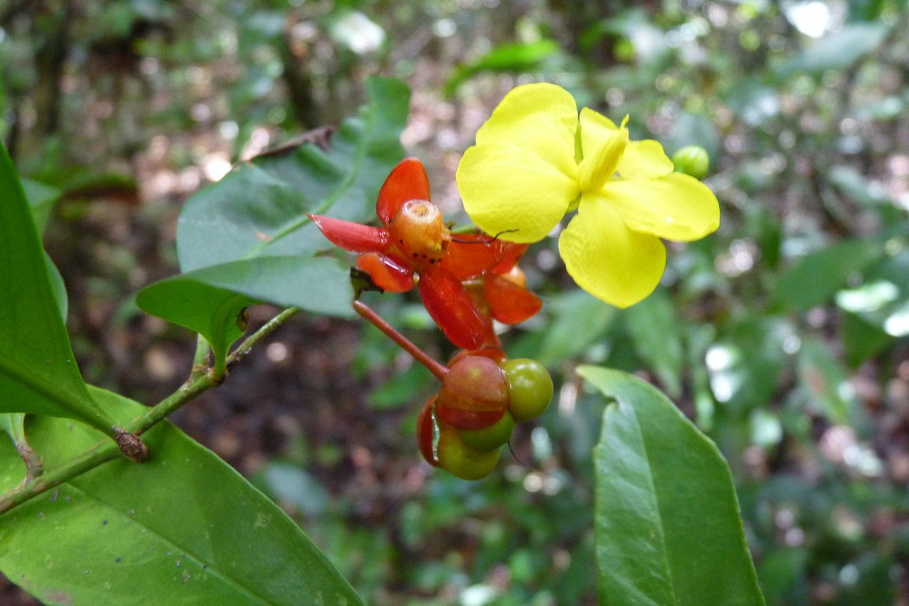 Ochna multiflora other