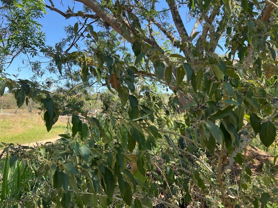 Cestrum reflexum habit