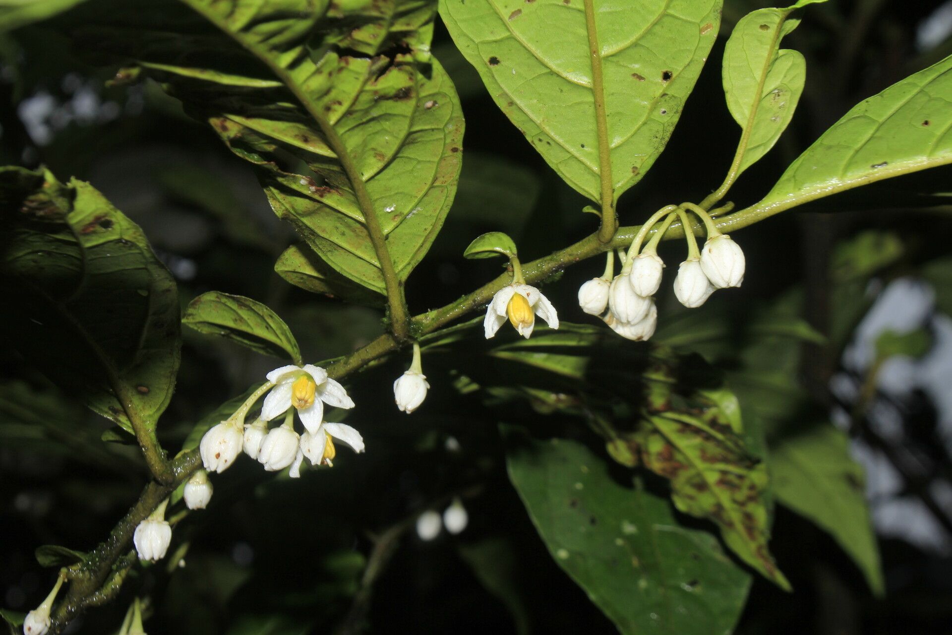 Solanum deflexiflorum flower