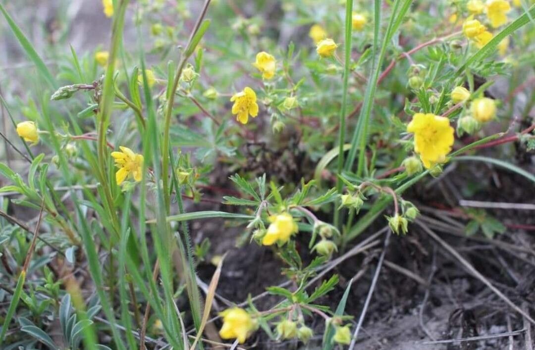 Potentilla heptaphylla flower