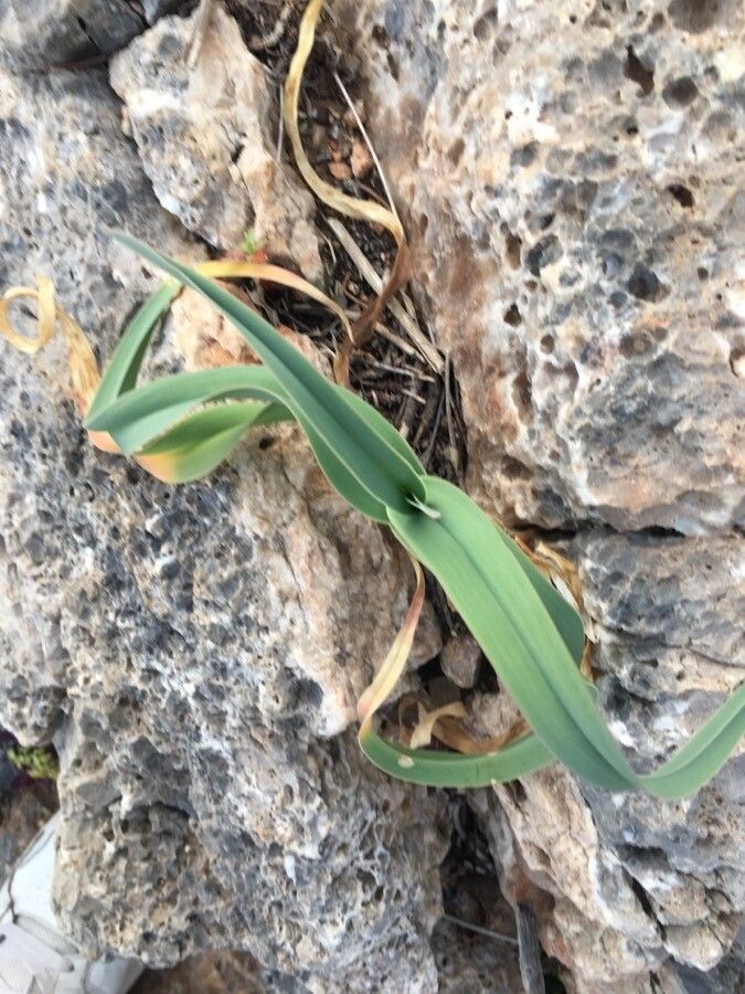 Allium commutatum leaf