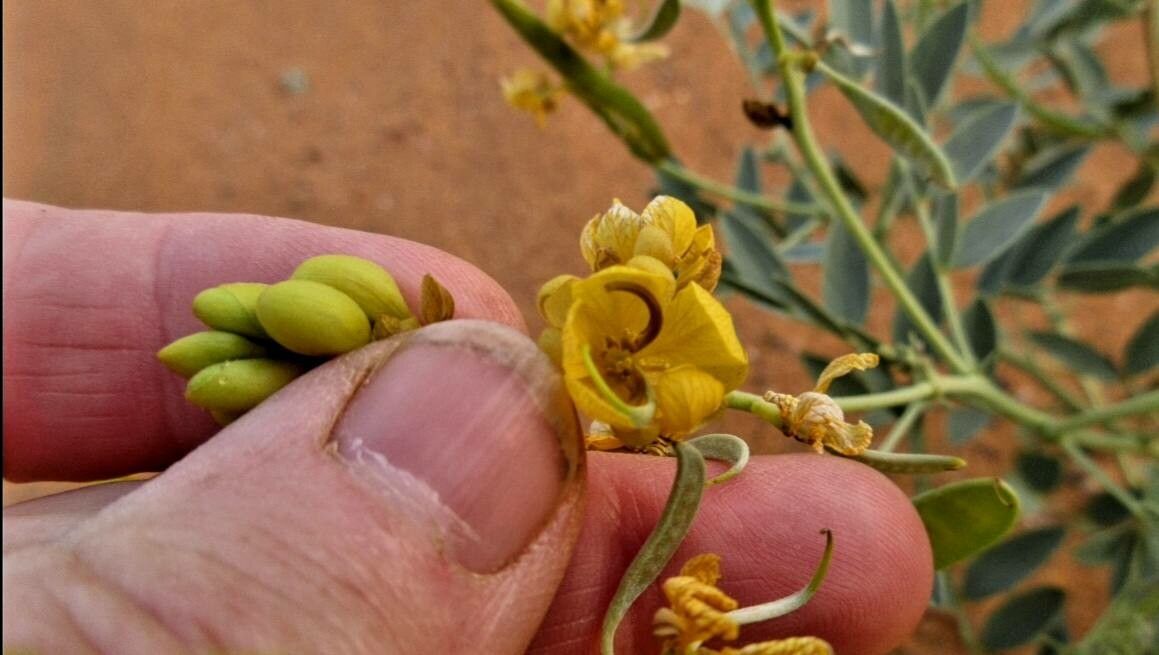 Senna alexandrina flower