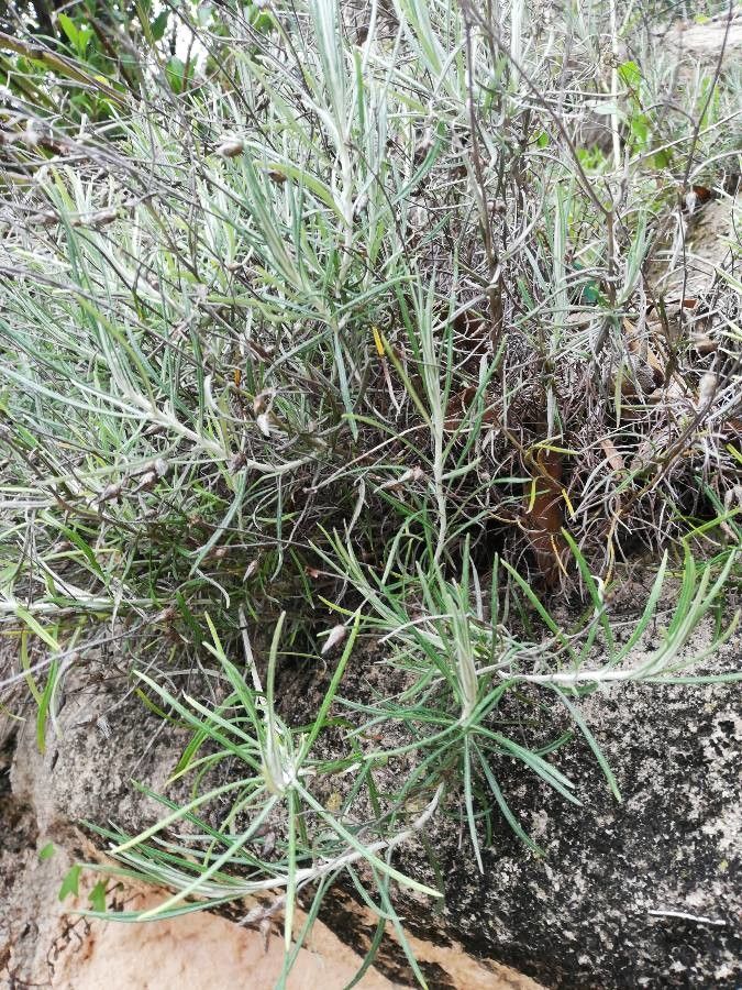 Senecio quadridentatus — search result for 'Senecio'