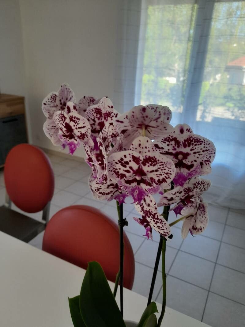 Cattleya amethystoglossa flower