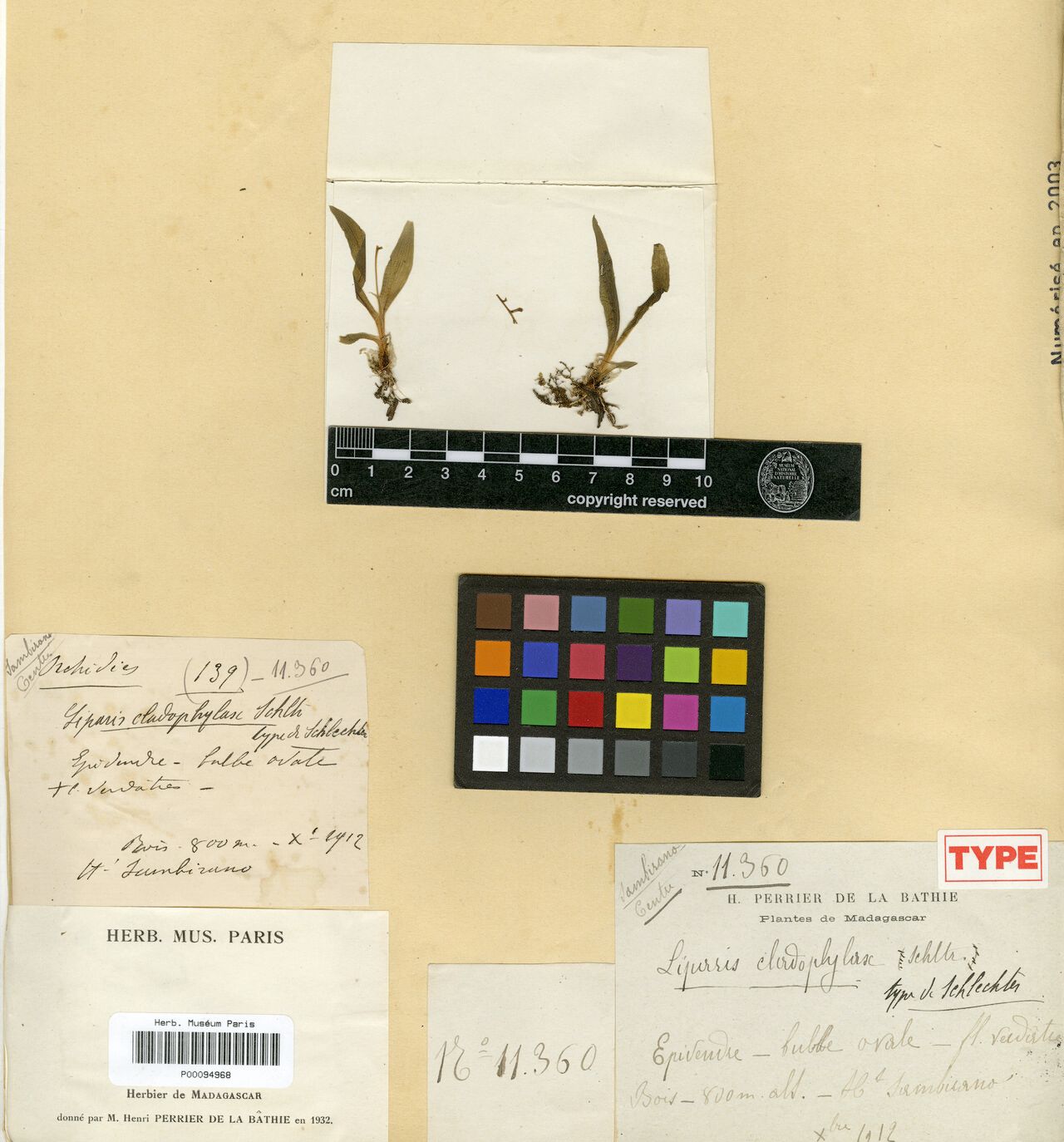 Liparis cladophylax — houseplant care guide