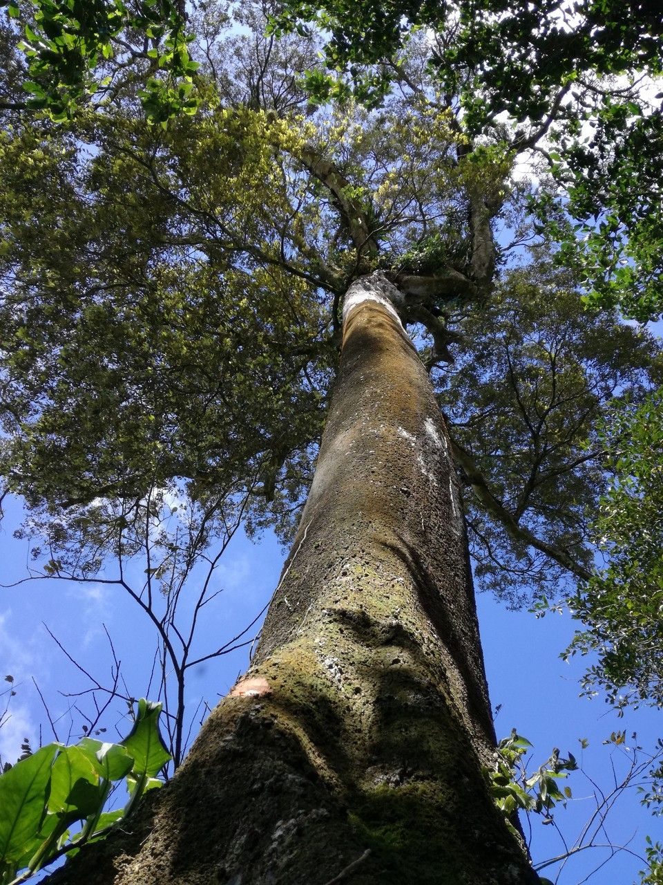 Parinari parvifolia bark
