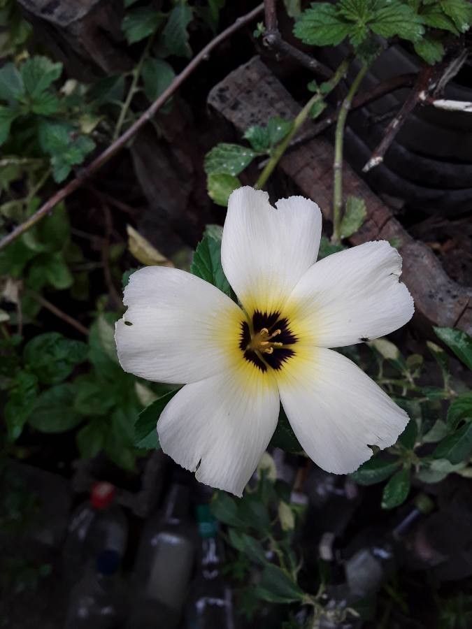 Turnera subulata bark