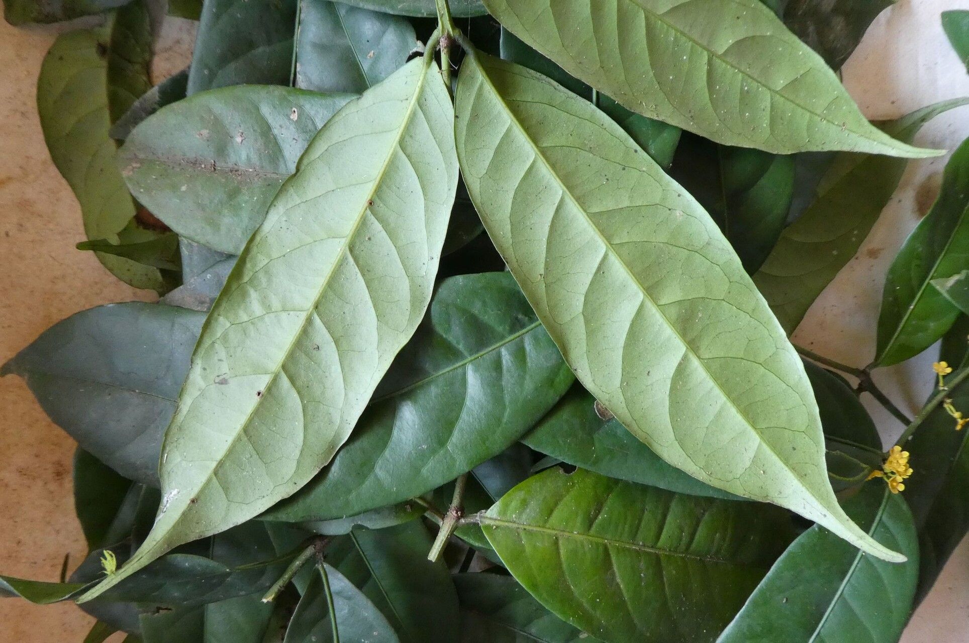 Salacia debilis — houseplant care guide