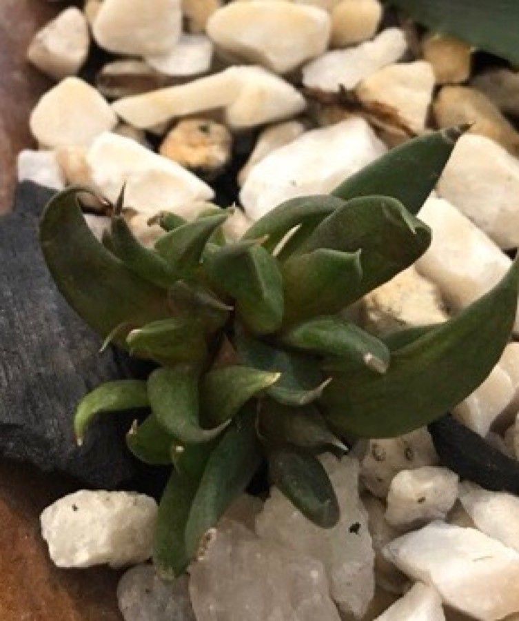 Gasteria pseudonigricans leaf