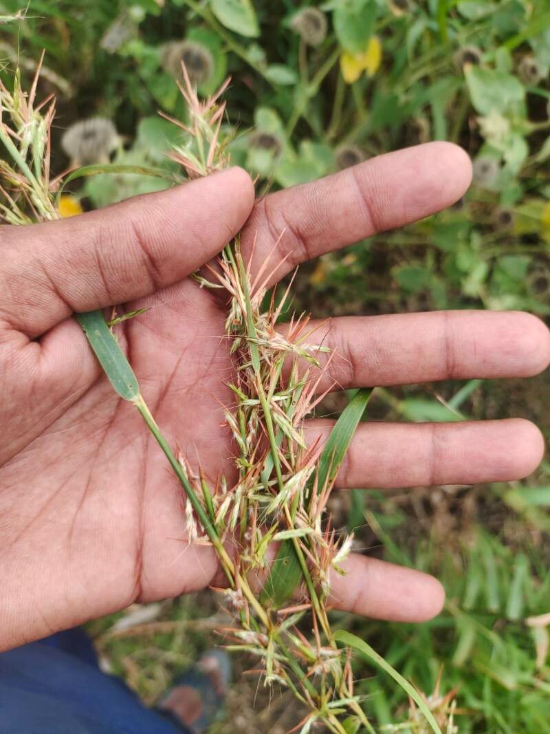 Hyparrhenia tamba flower