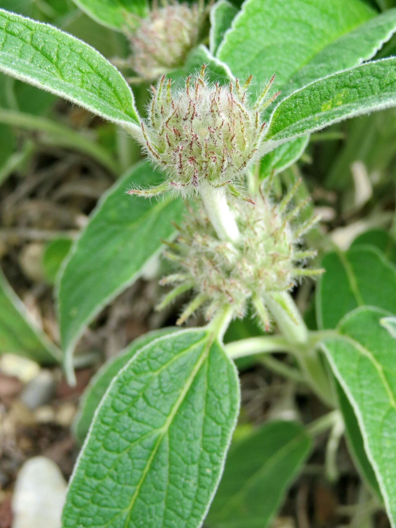 Phlomis cashmeriana flower