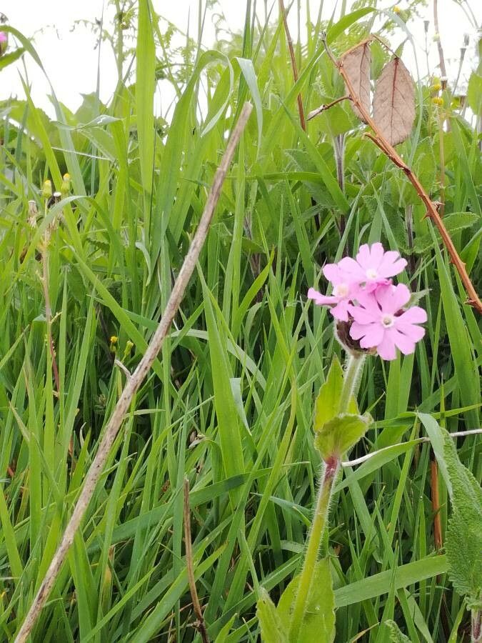 Lychnis flos-jovis leaf