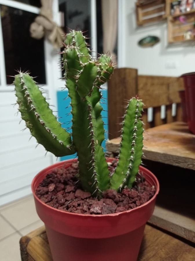 Euphorbia polyacantha leaf