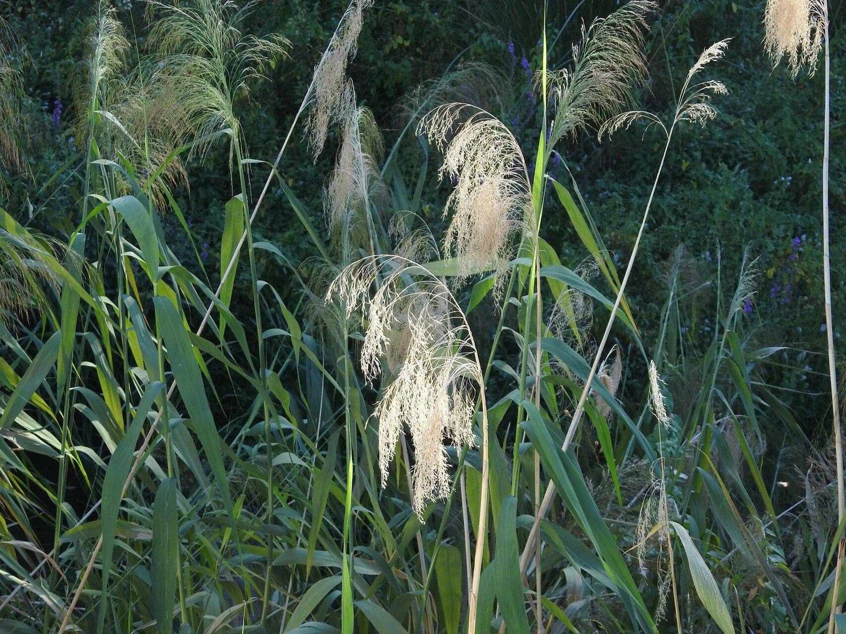 Thysanolaena latifolia fruit