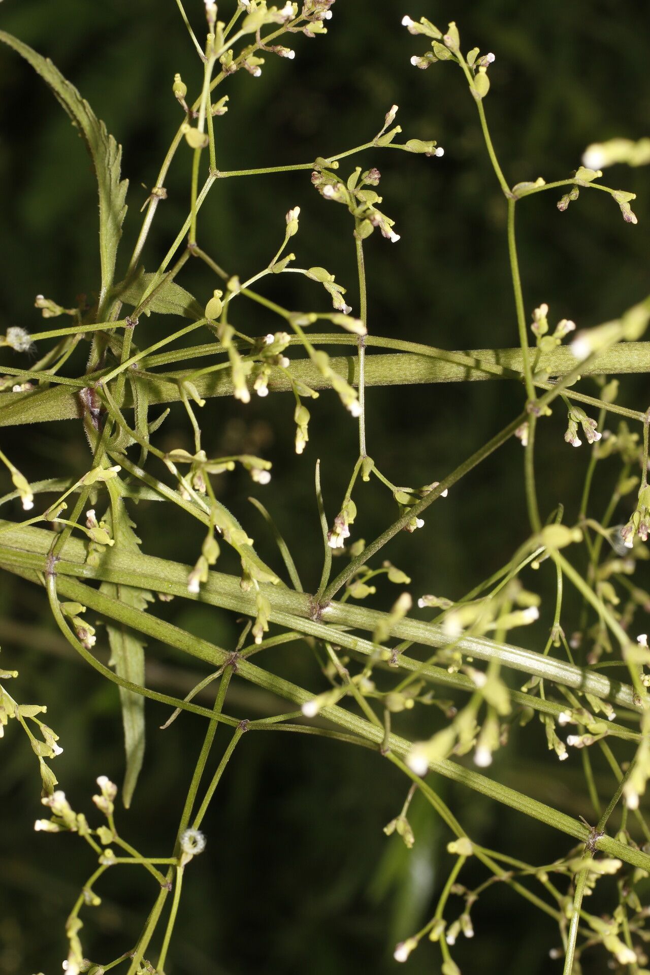Valeriana palmeri flower