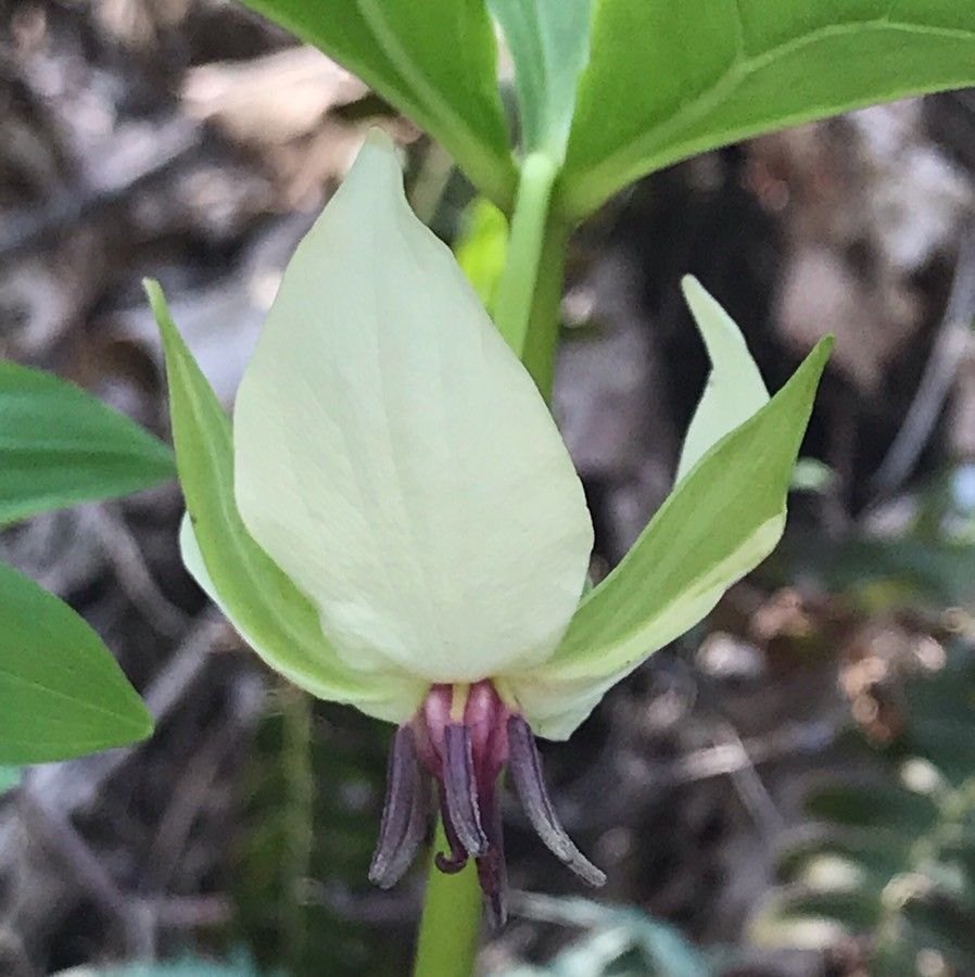 Trillium rugelii flower