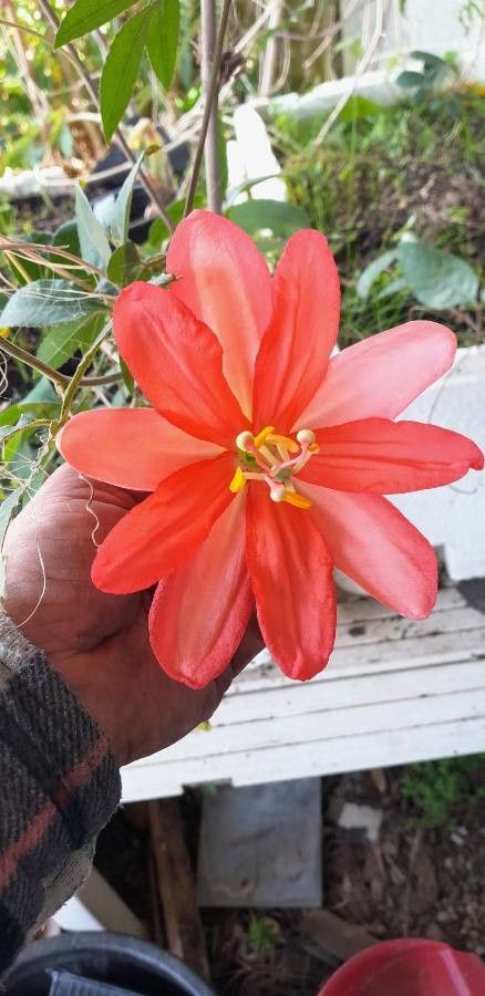 Passiflora linda flower