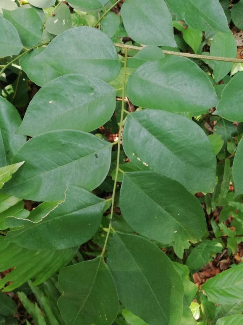 Afzelia bella — related species from the same genus