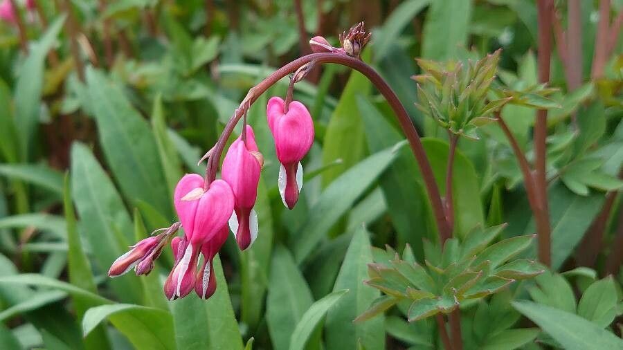 Dicentra spectabilis flower