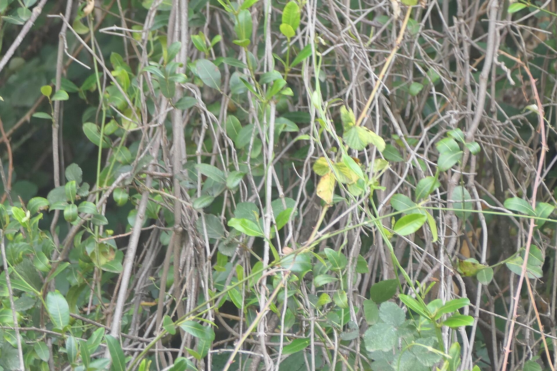 Secamone alpini — related species from the same genus