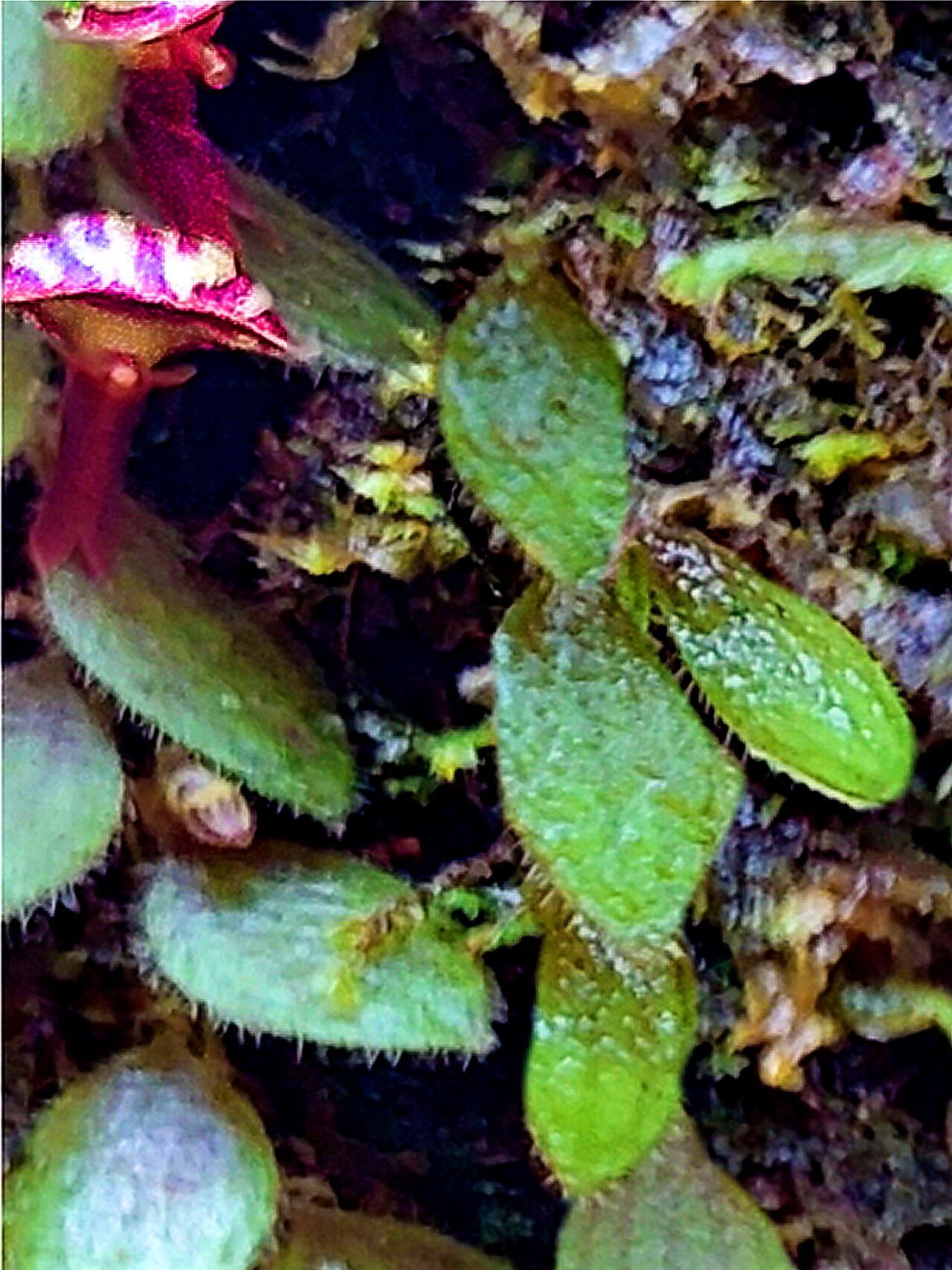 Andinia pilosella — search result for 'Pilosella'