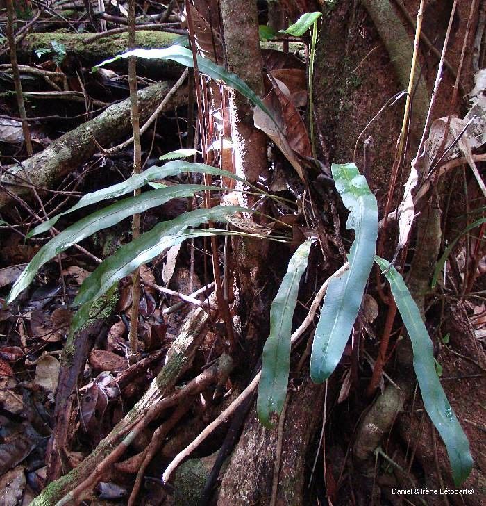 Elaphoglossum vieillardii — houseplant care guide