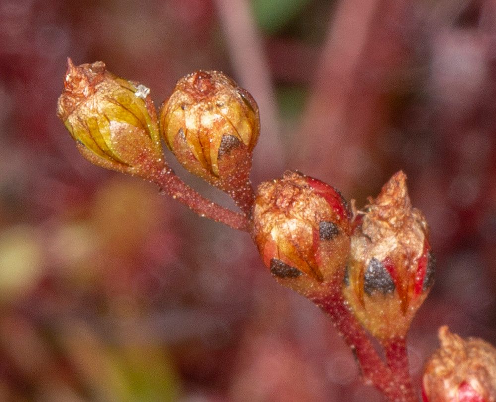 Drosera intermedia fruit