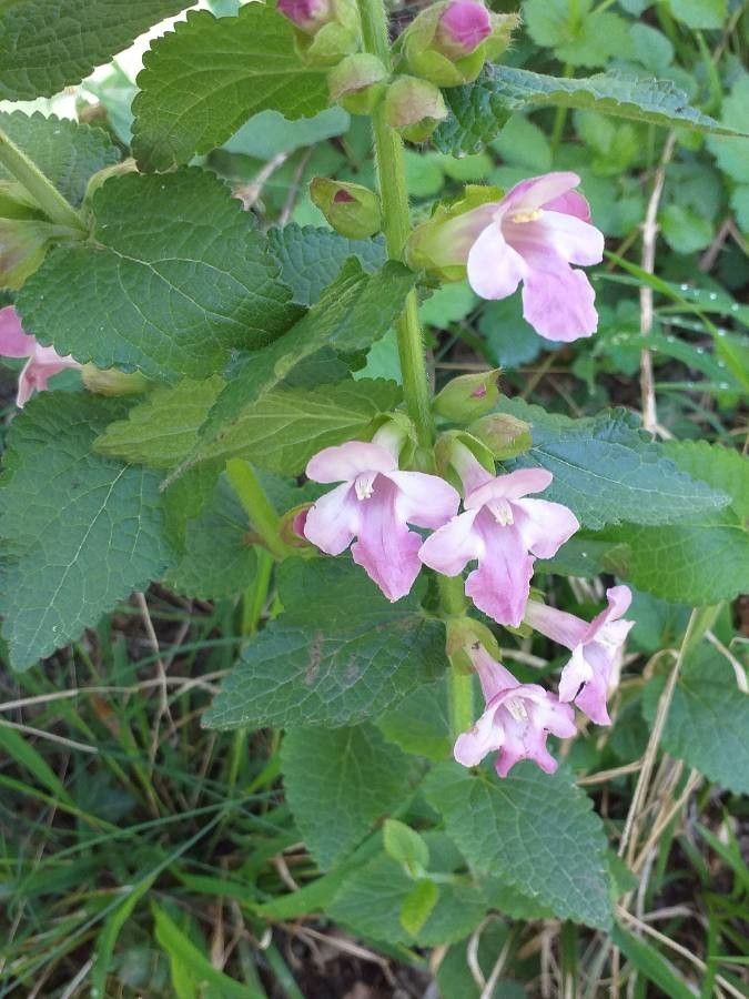 Melittis melissophyllum flower