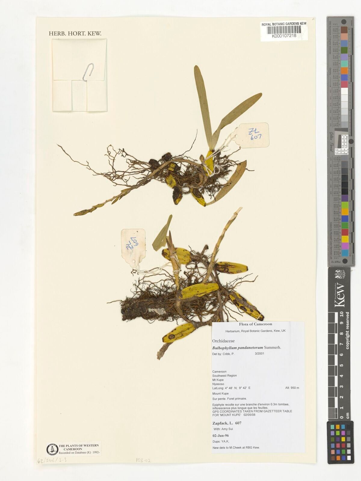 Bulbophyllum pandanetorum — houseplant care guide