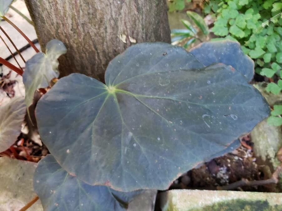 Begonia pavonina — search result for 'Begoniaceae'